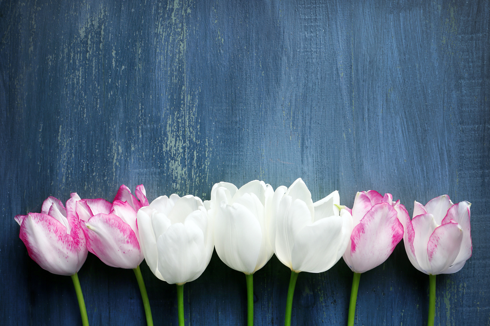 Row of Pink and White Tulips with Wooden Background